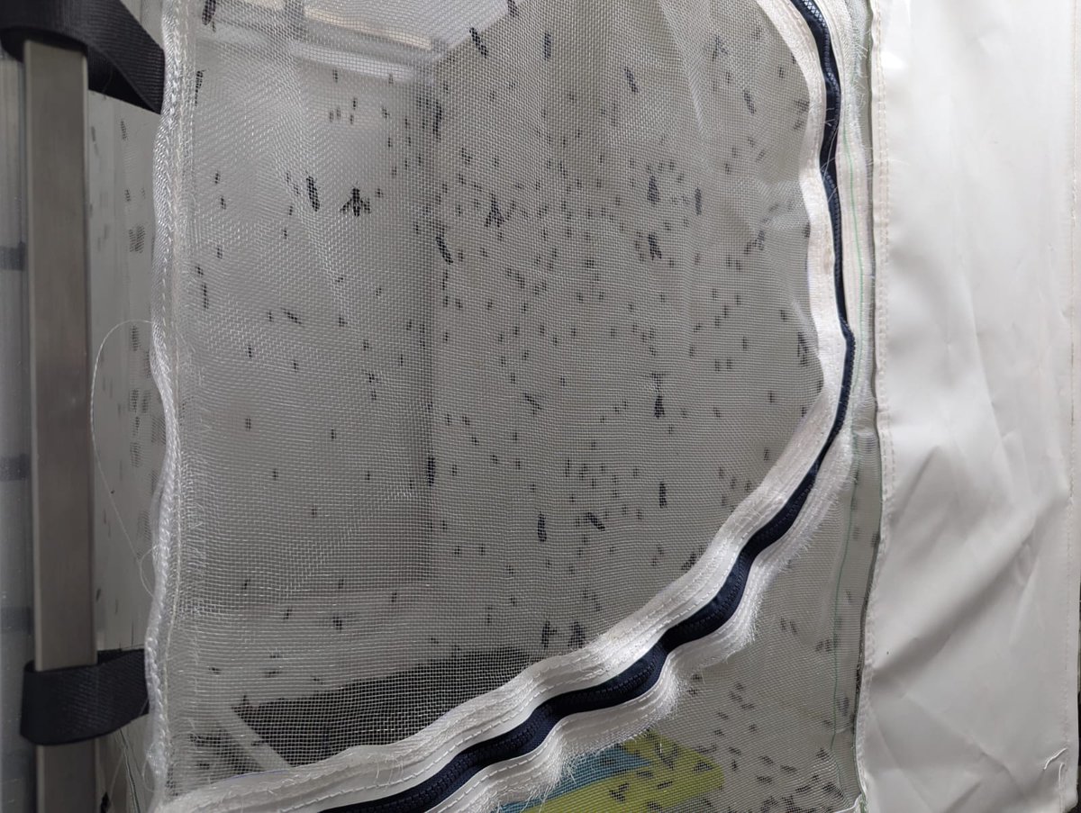 🌍✨ Autosuficiencia alimentaria con proteínas sostenibles: Proinsectfeed transforma la ganadería del futuro. #Proinsectfeed #Sostenibilidad #EconomíaCircular