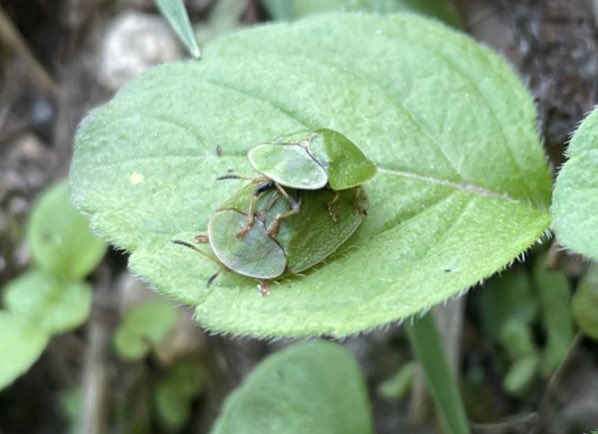 【宣伝】
生態学会札幌大会 #ESJ72 でポスター発表をします！よろしくお願いいたします！！

[P2-021]ハムシ科における性的対立にともなう雌雄の繁殖形質の共進化
esj72.gakkai.online/poster_present…

コアタイム
3/17（月）12:00~14:00，Room P