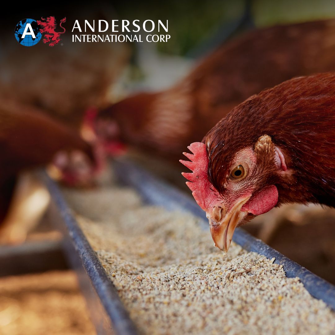 CorpAnderson's tweet image. Soybeans need proper heat treatment to improve digestibility for animal feed. Anderson’s extrusion technology deactivates trypsin inhibitors, making soybean meal more nutritious. 

Learn how we’re changing the game in animal feed: buff.ly/3EPlw7G 

#SoybeanProcessing