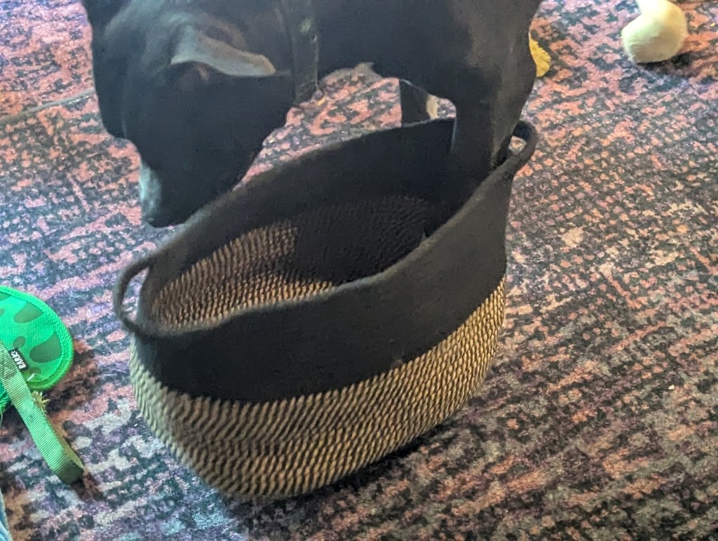 OscarWinning's tweet image. Got a high energy dog like Midnight?
A game of 101 Things To Do With a Box (or basket, in this case) can be a low effort way for you to burn off some of pup&apos;s physical and mental energy!
 
#BrainGames #TiredDogs #BehaviorThatWinsRewards