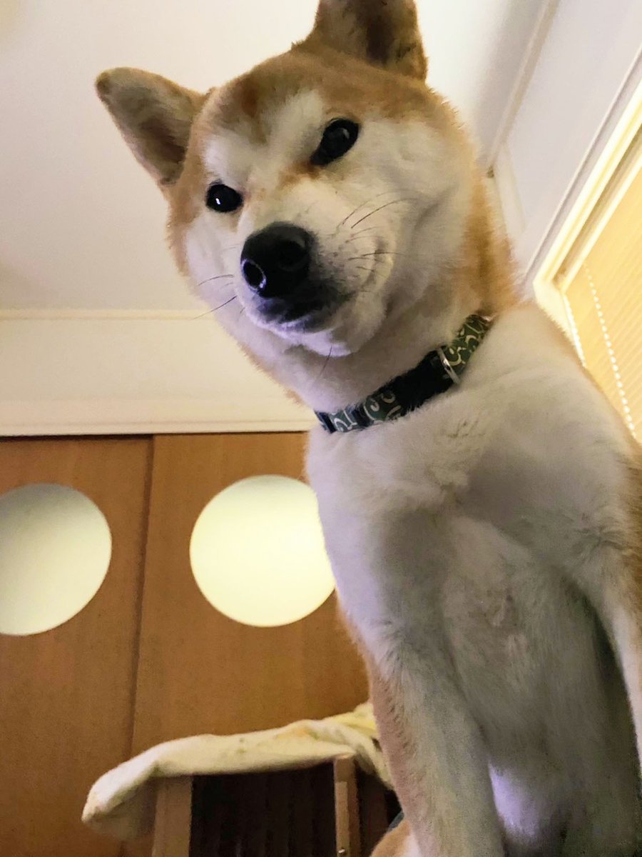 よおぉーーーし よしよしよしよしよし! て言いながら目が覚めた
デカめの寝言の原因はコレ

上か見下ろす家中の暴君