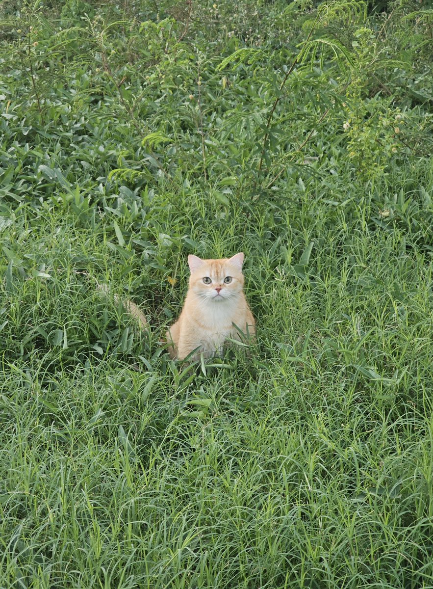 เต่าเผือก