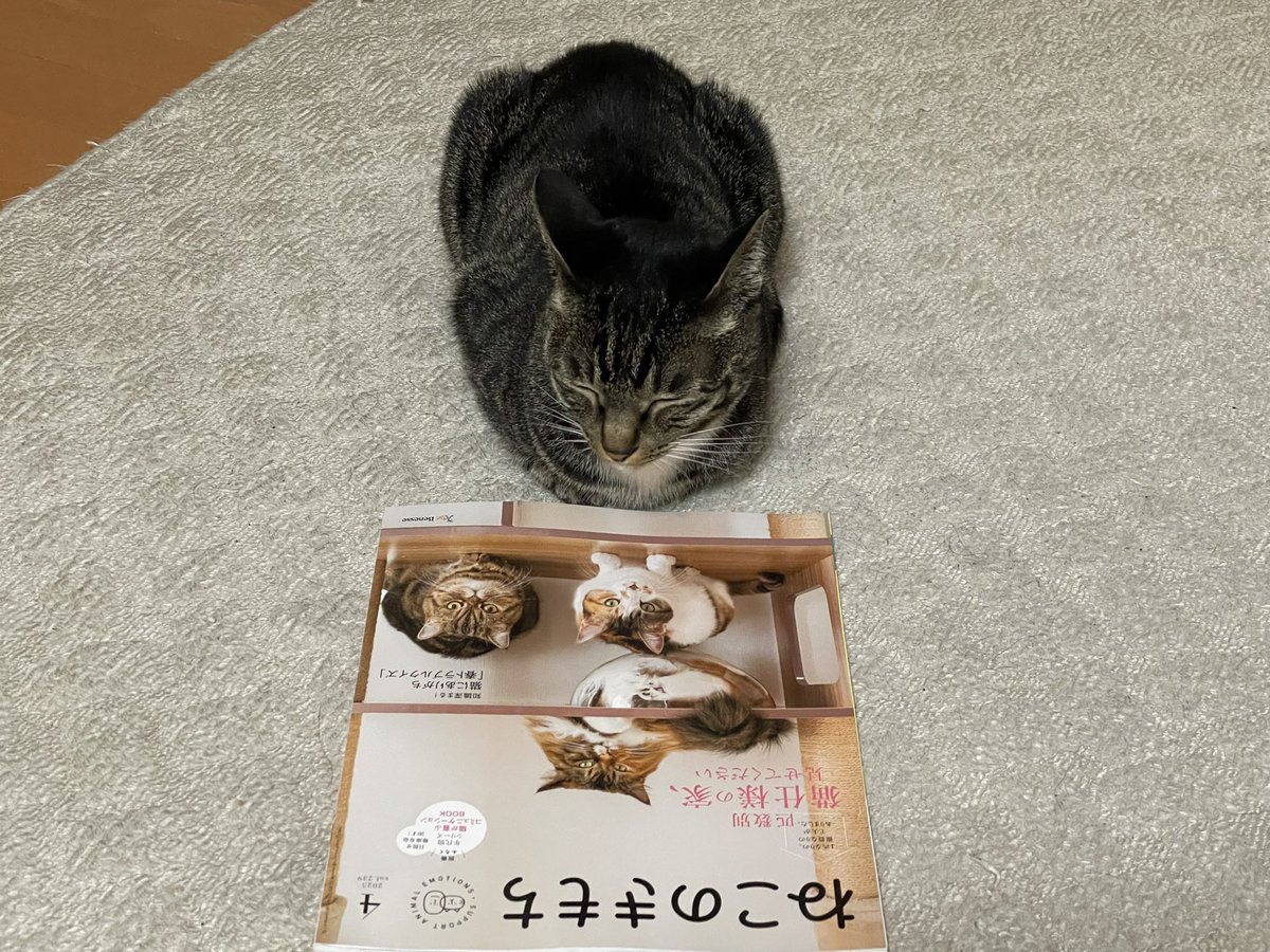 ツンデレ　チコちゃん tweet media