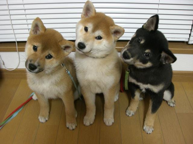 Shiba Every Hour tweet media