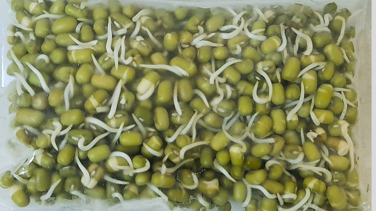 VelayuthaL's tweet photo. I m in mulanur. Tirupur district. If anyone needs sprouted beans, contact me. 
Sprouts have improved digestion, better blood sugar regulation, and boosted immunity. They are also a good source of vitamins,minerals, protein and fiber.

contact mail id: veluarul143@gmail.com https://t.co/i0cbeVtvCM