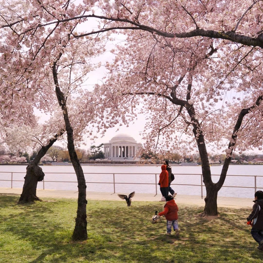 AnTravel8's tweet photo. Hòa mình vào sắc hoa anh đào tại bờ Đông Hoa Kỳ trong chuyến 10N9Đ: Washington D.C (Hồ Tidal Basin lung linh), New York thơ mộng và Niagara Falls hùng vĩ. Đặt tour ngay qua 08 4444 5224 (Duy An RedSun Travel). https://t.co/0NiosUSg5S