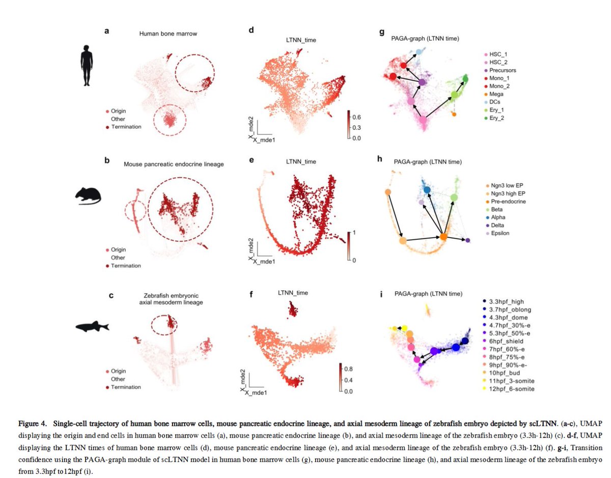 BioinfoAdv's tweet image. 🧬 &quot;scLTNN: An innovative tool for automatically visualizing single-cell trajectories&quot; introduces a pre-trained artificial #neuralnetwork model for trajectory inference. This method efficiently reconstructs cell fate pathways from single-cell RNA sequencing data with minimal…