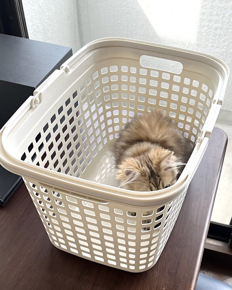 oinarinyan's tweet photo. 洗濯物よりふわふわちゃんやね🙂‍↕️🫧🧺

 #ミヌエット
 #猫好きさんと繋がりたい 
 #ねこのいる暮らし 
 #ねこかわいいね https://t.co/VjHWdE7l6o