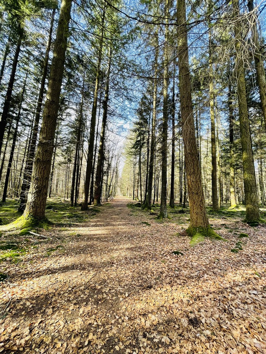 joadoit's tweet image. Waldspaziergang tut so gut #wald