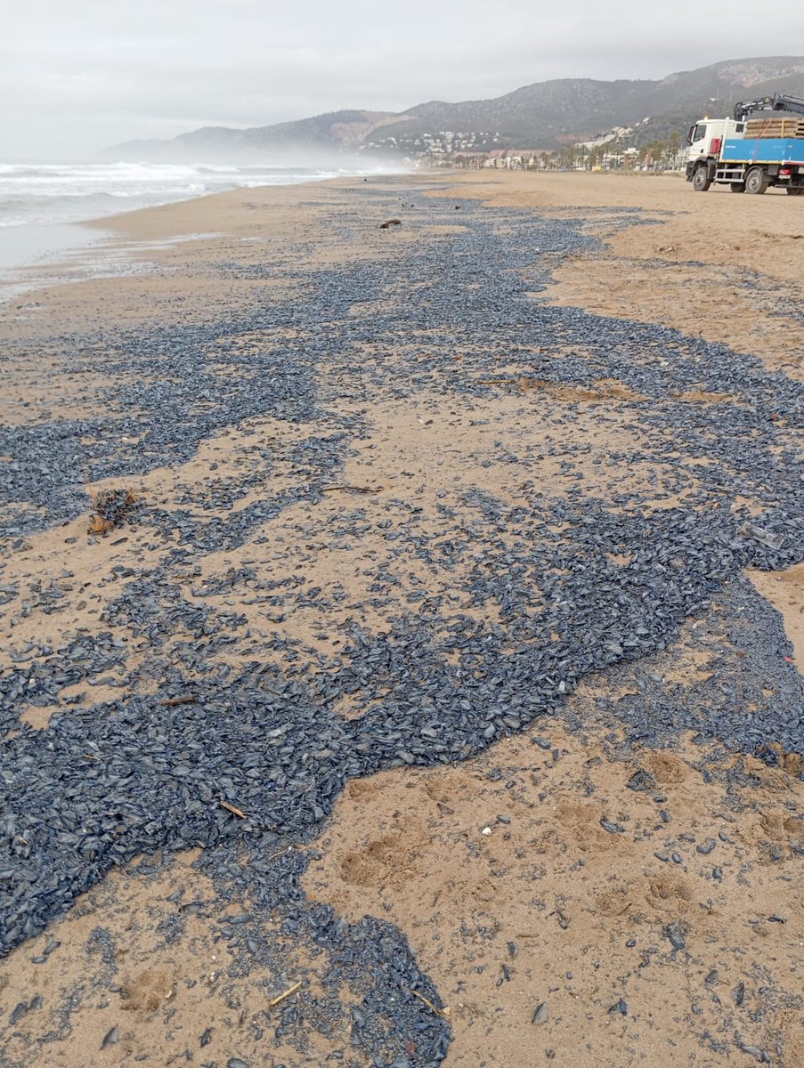 🌊 Si aquests dies has vist això a les platges metropolitanes... no et confonguis! Les Barquetes de Sant Pere (Velella velella) NO són #meduses❗

Són colònies d’hidrozous que viuen mar endins i que, de tant en tant, els vents i les corrents les arrosseguen fins a la costa.