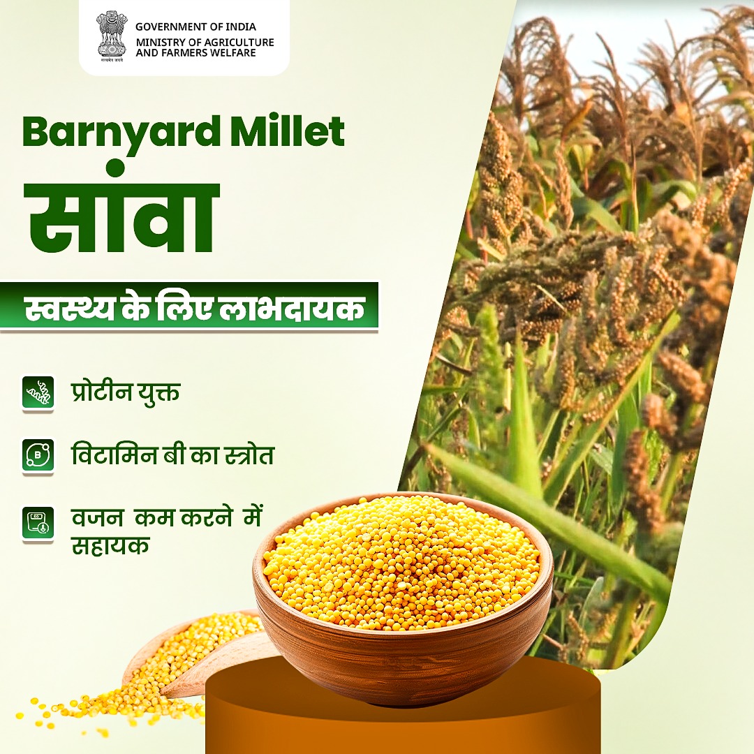 सांवा: पोषण और स्वास्थ्य का संगम!

प्रोटीन और विटामिन बी से भरपूर यह पोषक अनाज न केवल सेहत बनाए रखता है, बल्कि वजन प्रबंधन में भी सहायक है। इसे अपने आहार में शामिल करें और स्वस्थ जीवन की ओर कदम बढ़ाएं

#IYM2023 #ShreeAnna #millets
