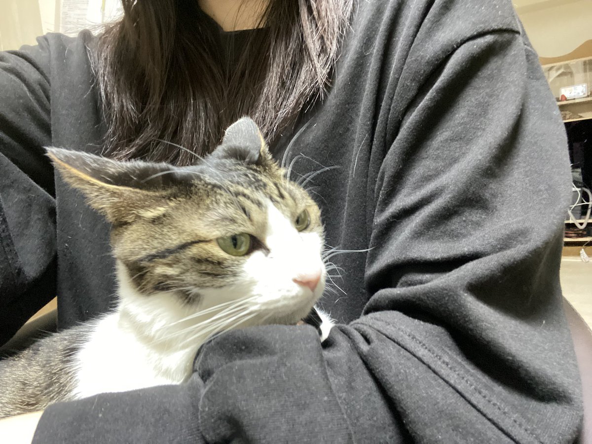 mimi_9095's tweet photo. お友達の家の猫さん可愛いほんとに
みんなの可愛い猫さんも見せて https://t.co/CGiYzRPsPx