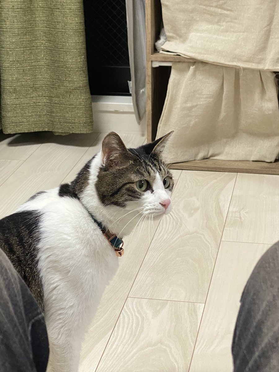mimi_9095's tweet photo. お友達の家の猫さん可愛いほんとに
みんなの可愛い猫さんも見せて https://t.co/CGiYzRPsPx