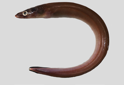 Ariosoma tamilicum (#Anguilliformes: Congridae): a new #eel species from the Indian waters 
mapress.com/zt/article/vie… 
#Taxonomy