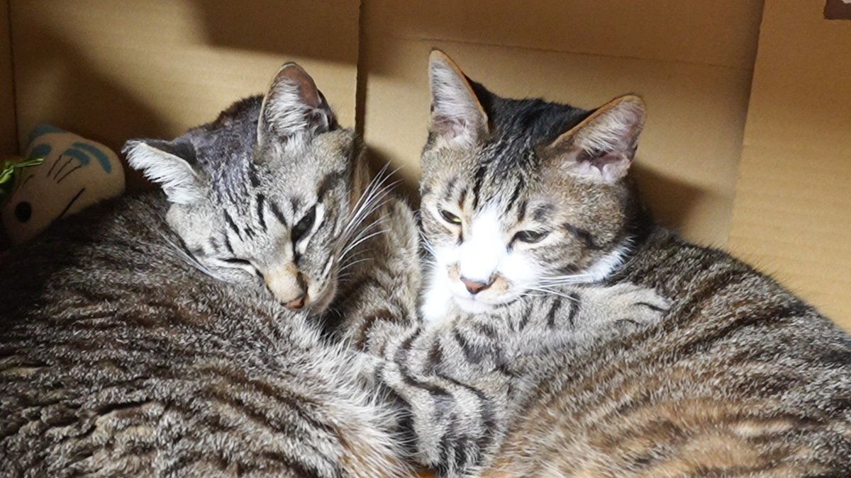 rikichan_yt's tweet photo. お顔を突き合わせて寝る仲良し猫たちの静かなる戦い☆耳フェチお兄ちゃん猫ガーちゃんと絶対許さないマンなゴマちゃん

動画はこちらから見てね🐱
 https://t.co/zdb8IF5Dvg 

#リキちゃんねる　#猫動画 #キジトラ #仲良し兄弟　#猫のいる暮らし #グルーミングする猫 #耳フェチな猫 https://t.co/JRNc6TN07h