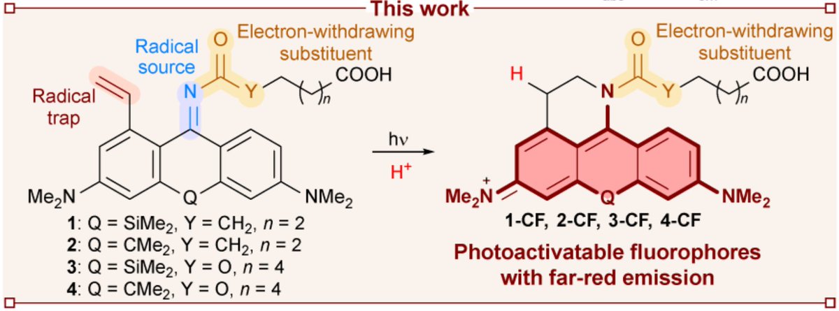 Stefan Hell Labs (@stefanhelllabs) on Twitter photo "Caging-group-free photoactivatable fluorophores with far-red emission" for #MINFLUX, #STED, #PALM superresolution imaging.
New preprint by R. Lincoln, A.N. Butkevich et al.
Check it out at
biorxiv.org/content/10.110…
<a href="/mpi_mr_hd/">Max Planck Institute for Medical Research</a> <a href="/mpi_nat/">MPI for Multidisciplinary Sciences</a> #Nanoscopy "Caging-group-free photoactivatable fluorophores with far-red emission" for #MINFLUX, #STED, #PALM superresolution imaging.
New preprint by R. Lincoln, A.N. Butkevich et al.
Check it out at
biorxiv.org/content/10.110…
<a href="/mpi_mr_hd/">Max Planck Institute for Medical Research</a> <a href="/mpi_nat/">MPI for Multidisciplinary Sciences</a> #Nanoscopy