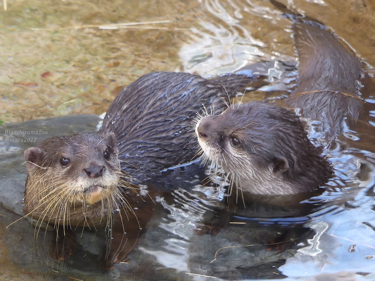 maru2022's tweet image. 一日の終わりに
#すいすいすいようび
#ドン #ヒナタ　 
#東山動植物園 
#コツメカワウソ