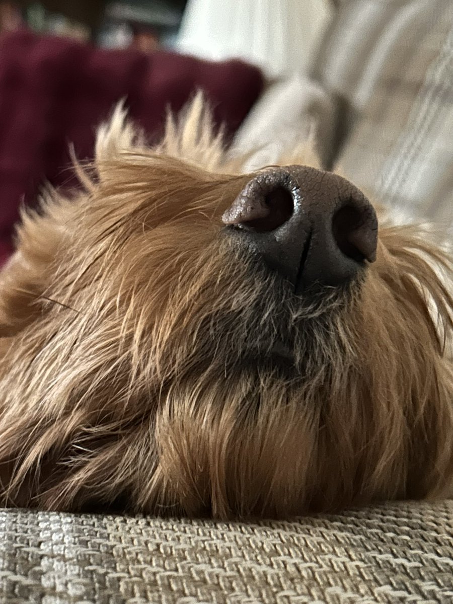 DougDog tweet media