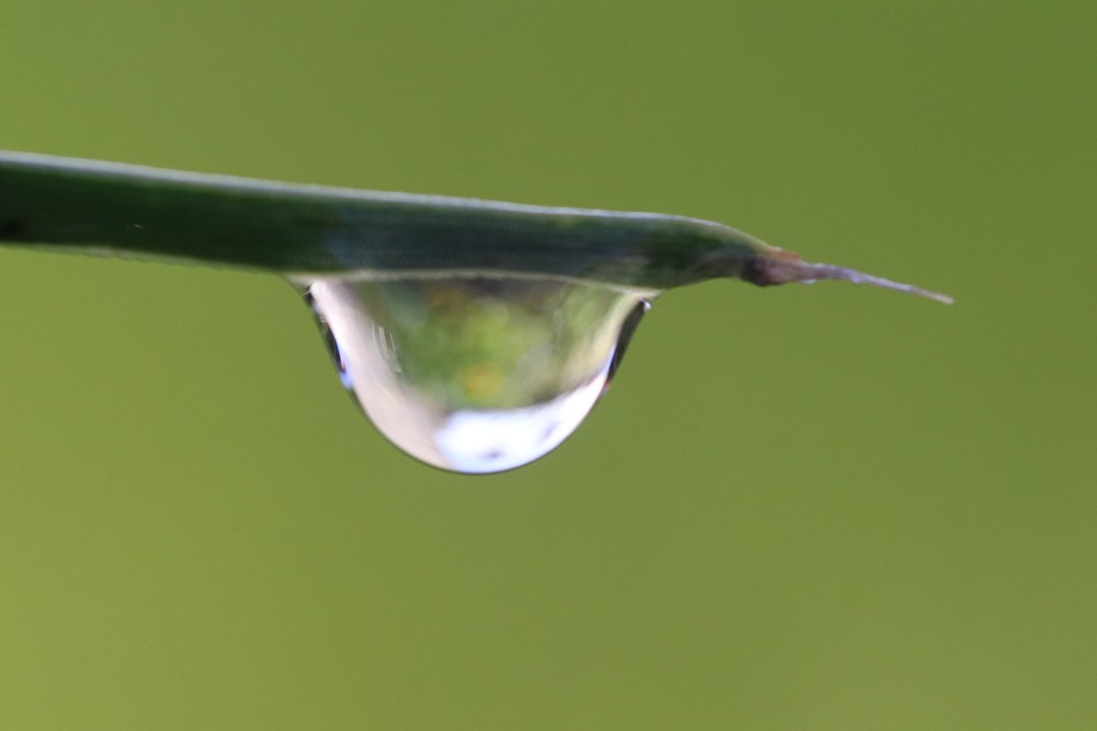 chris40851's tweet image. #Dewdrop a little word in this pearl
