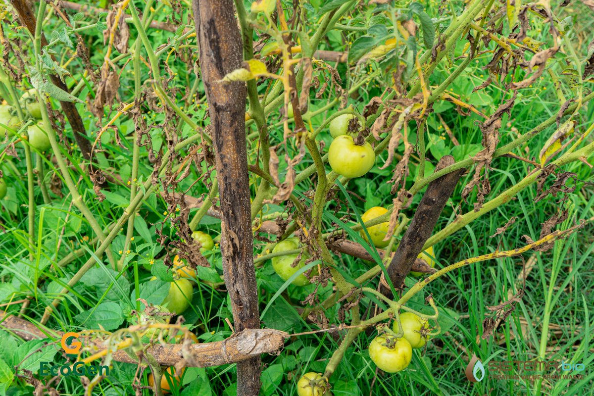 Mayi Mercy Sendeza, a tomato farmer in Nsaru, Lilongwe has also been using her #biogas system we installed in 2024 to harvest biofertilizer. She has used the #biofertilizer as fertilizer &amp; pesticide, making huge sales after selling a basin of tomatoes at a whopping K65, 000.