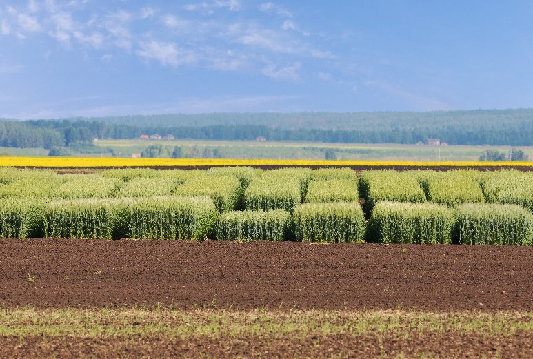 🌱European agriculture anticipates progress on #NGTs at COREPER level this week !

The coming days should mark a decisive moment for 🇪🇺farming as discussions advance towards the first EU regulation on New Genomic Techniques (NGTs).

🧭EU farming needs a clear legal framework to