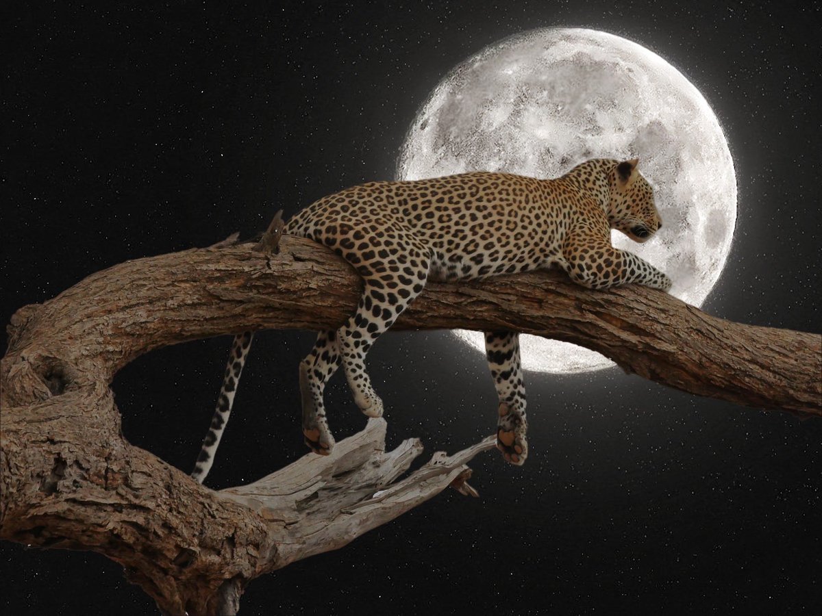 Sürüye bağlı olmamak ..