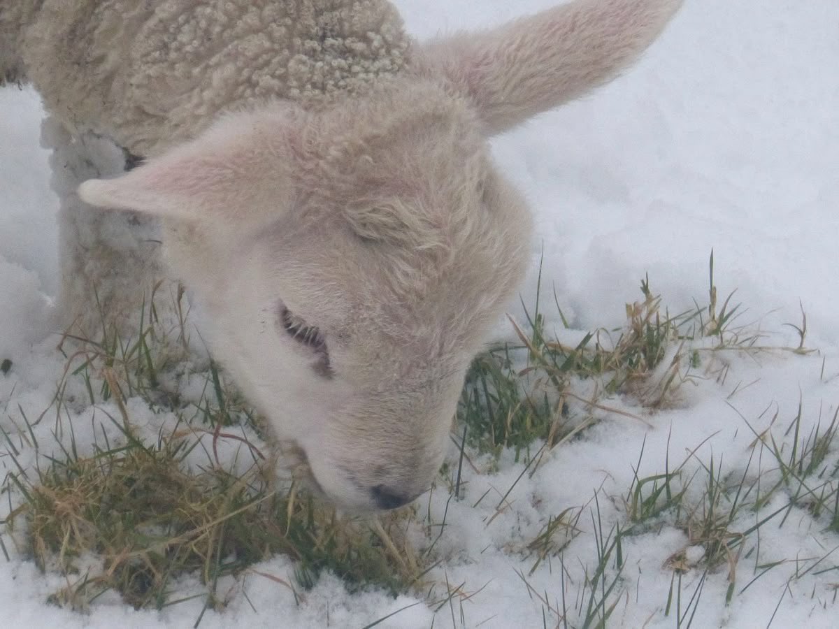 lamb (@mourninglambs) on Twitter photo 