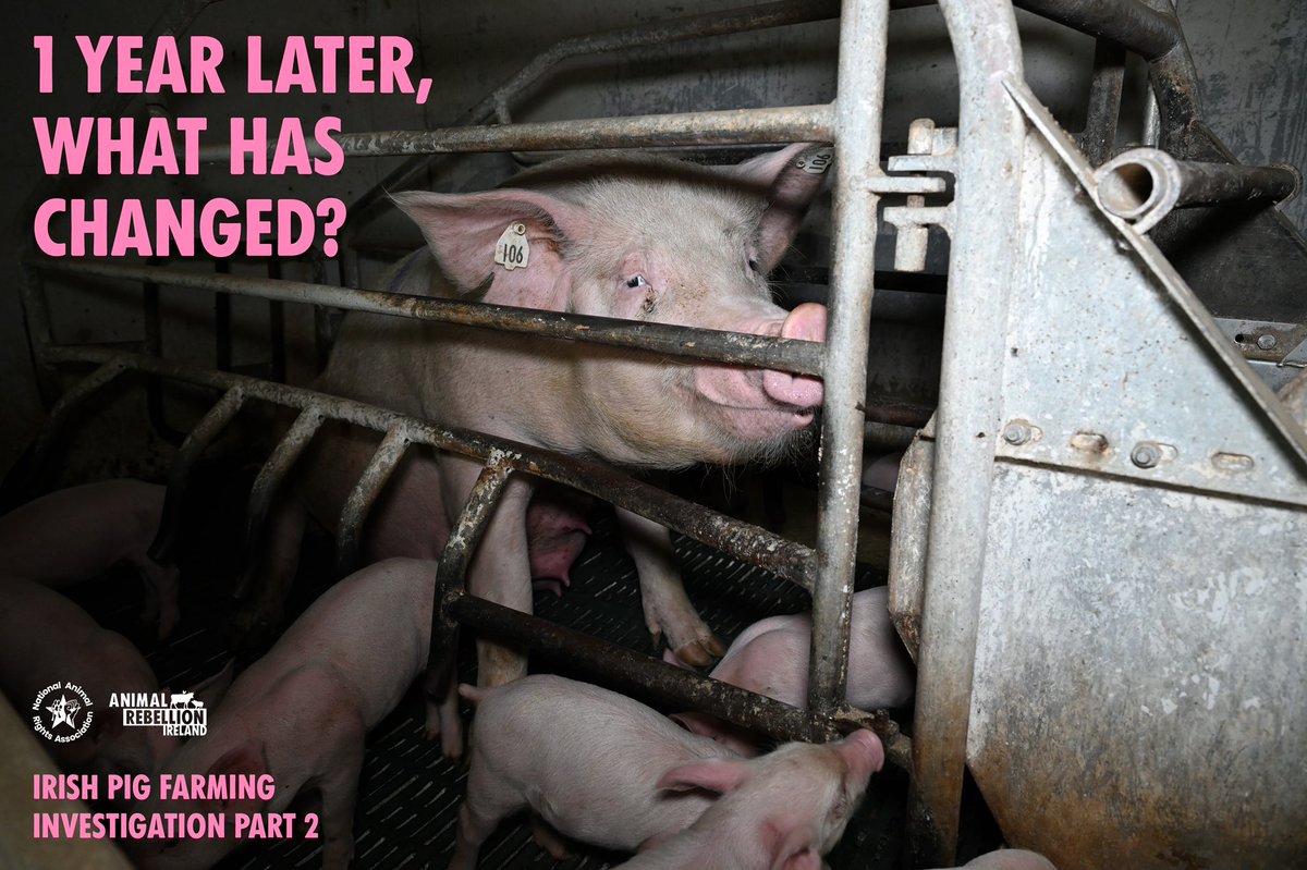 AnimalRebelIRE's tweet photo. This morning at 11am Animal Rebellion Ireland and the National Animal Rights Association are holding a press conference to show Part 2 of our Irish pig farming investigation 🐷 (available for everyone to view this afternoon after the conference, keep an eye on our social media). https://t.co/EcNsErnu1B