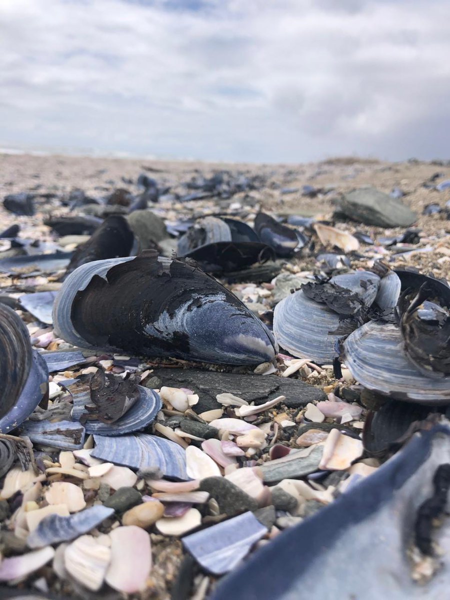 I 💜 Weskus Newsletter - mailchi.mp/074248b1ca0c/i…

Click on Facebook Page Newsletter tab to subscribe to this monthly newsletter.

PHOTO: @elsje_truter
LOCATION: Dwarskersbos