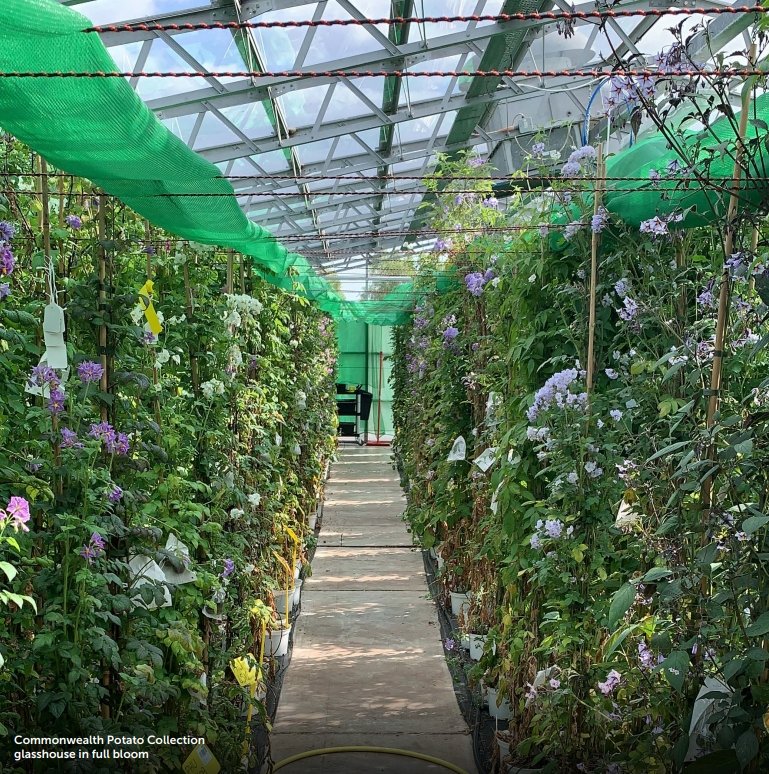 Follow along this season for an exclusive behind-the-scenes look at the inner workings of the Commonwealth Potato Collection.