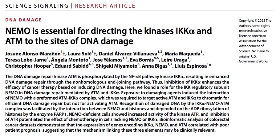 BigSpinLab's tweet image. 🔊New paper out🔬
Click here to know more about how NEMO targets the ATM/IKKα complex to sites of DNA damage, enhancing DNA repair and chemotherapy resistance!
science.org/doi/10.1126/sc…
