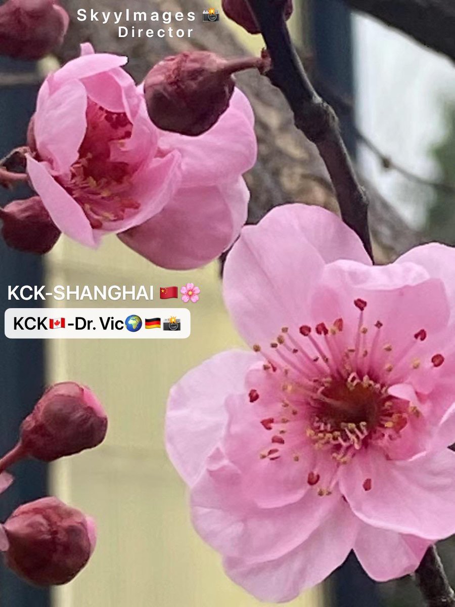 KckLibrary's tweet image. Invisible Island in the Pacific Ocean 🏝️ The Great Pacific Garbage Patch 🤯 youtube.com/shorts/LSG6p81… #SkyyImages🌷#InvisibleIsland🏝️  #GarbagePatch😱 @YouTube