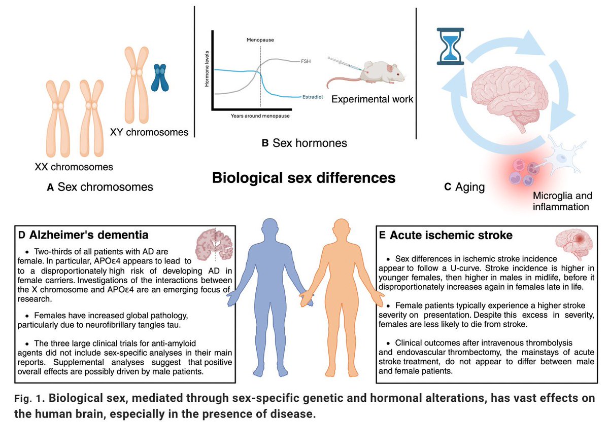 Anna Bonkhoff, MD (@annabonkhoff) on Twitter photo Our new review, now out in <a href="/ScienceAdvances/">Science Advances</a>:
"#Sex #differences in age-associated #neurological #diseases—A roadmap for reliable and high-yield research"
👉 science.org/doi/10.1126/sc…
<a href="/harvardmed/">Harvard Medical School</a> <a href="/MGHNeuroSci/">MassGeneralNeuroscience</a> <a href="/MGHNeurology/">MGH Neurology</a> <a href="/BWHNeurology/">Brigham and Women's Neurology</a> <a href="/harvardneuromds/">Mass General Brigham/HMS Neurology Residency</a> Our new review, now out in <a href="/ScienceAdvances/">Science Advances</a>:
"#Sex #differences in age-associated #neurological #diseases—A roadmap for reliable and high-yield research"
👉 science.org/doi/10.1126/sc…
<a href="/harvardmed/">Harvard Medical School</a> <a href="/MGHNeuroSci/">MassGeneralNeuroscience</a> <a href="/MGHNeurology/">MGH Neurology</a> <a href="/BWHNeurology/">Brigham and Women's Neurology</a> <a href="/harvardneuromds/">Mass General Brigham/HMS Neurology Residency</a>