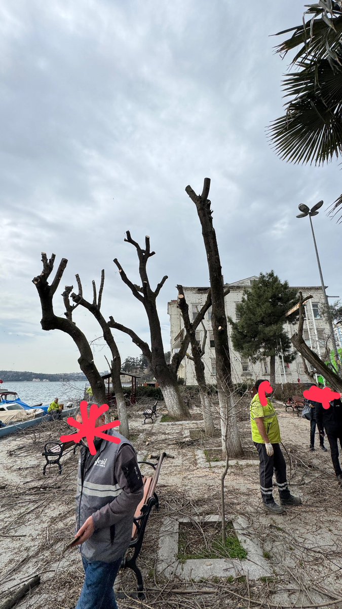 Ya bu işin sonu nereye varacak? Fotoğrafı atan kişi müdahale etmiş. “Şikayet geldi, manzara kapanıyormuş” demişler. Şehirlerde ağaç kalmadı doğru düzgün. Her şikayet eden istediği gibi ağaç budatıp kestirebiliyor mu? Boku çıkmadı mı bu işin artık?
