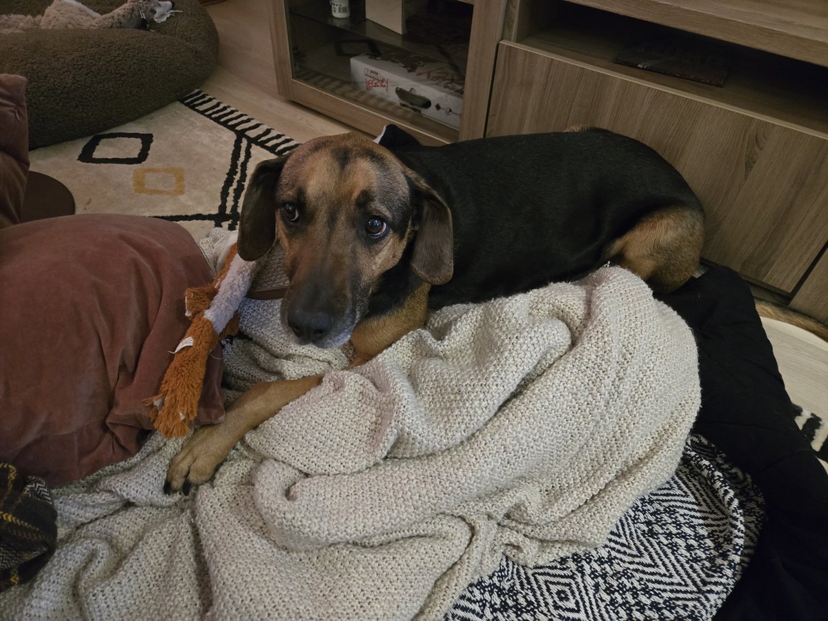 DoctorSungTWRP's tweet image. My sweet baby boy is having surgery this morning to remove 2 lumps.
Please send Rufus your thoughts (chimkin) and prayers (bellyrubs)!!