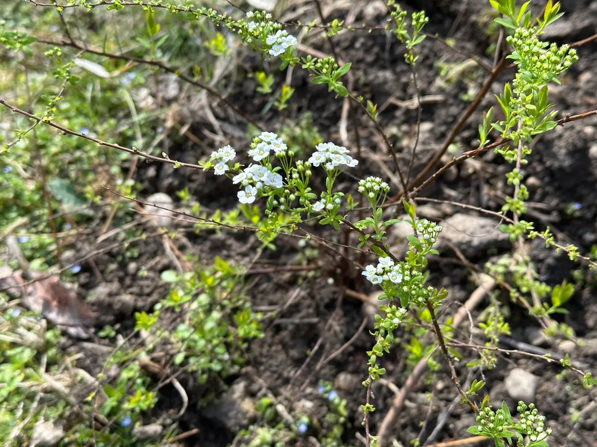 Spiraea x vanhouttei (baby) from the garden