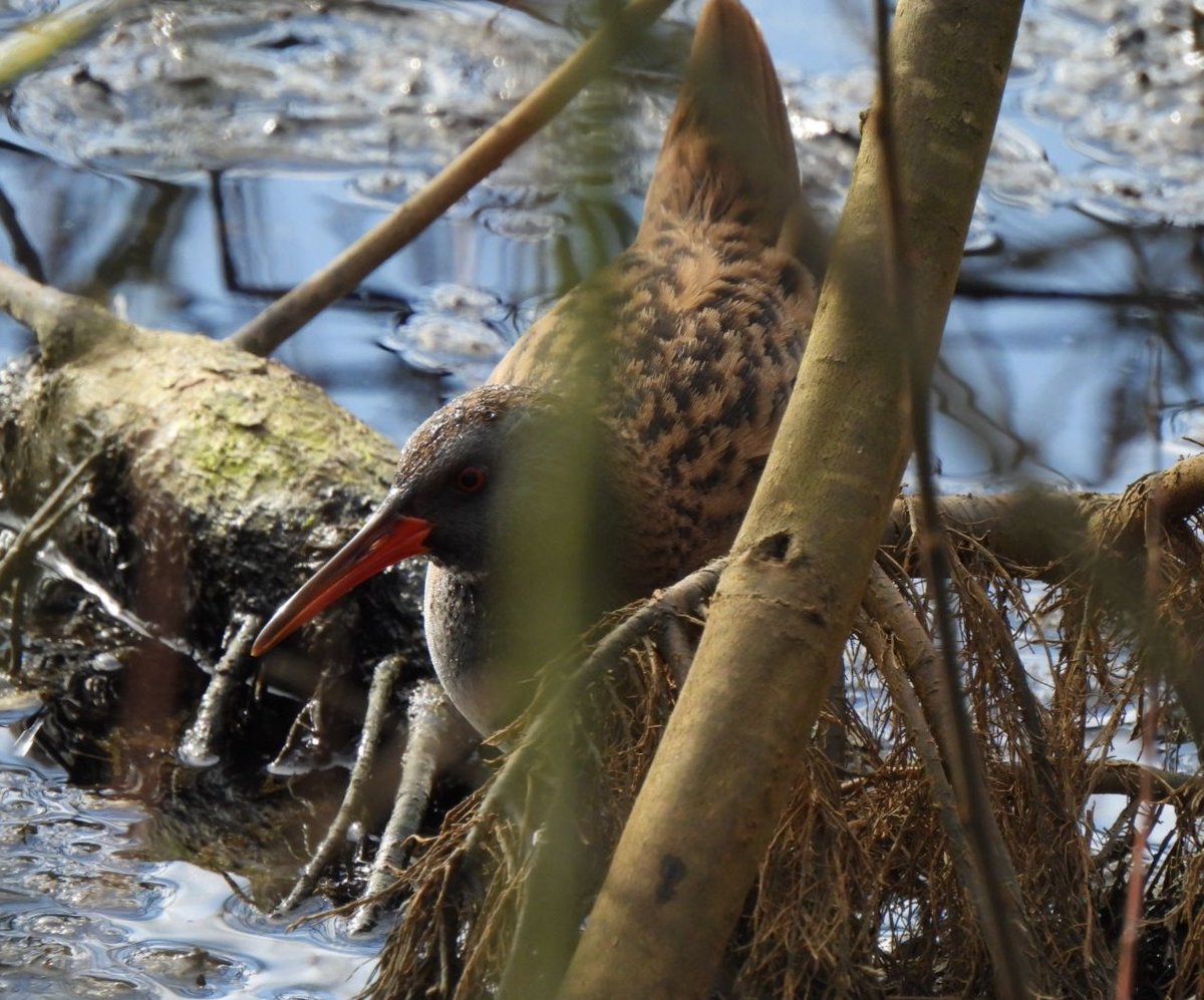 A secretive Water Rail at sandy water park this morning
