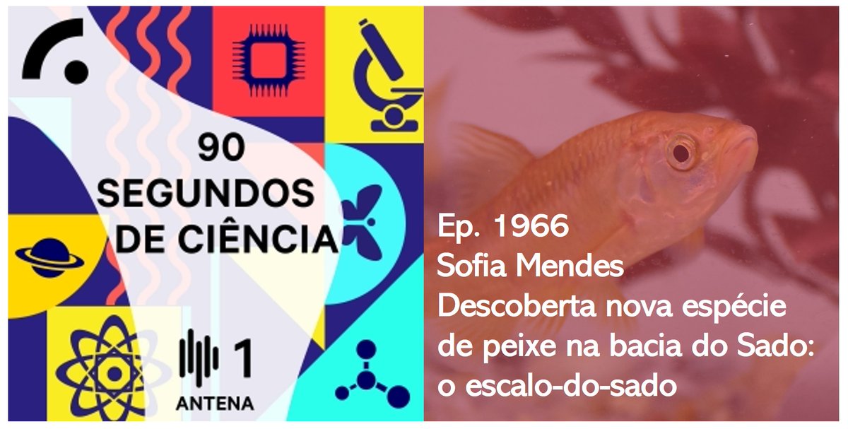 Evolutionary Genomics and Bioinformatics (@evogenbioinf) on Twitter photo 🎙️Our team member <a href="/sofialmendes/">Sofia L. Mendes</a> was recently featured in <a href="/90segundosPT/">90 Segundos de Ciência</a>, where she spoke about her work on the description of an endemic fish species in the Sado River basin: Squalius caetobrigus.
▶️Tune in to hear more (only in 🇵🇹):
90segundosdeciencia.pt/episodes/ep-19……
<a href="/CE3CResearch/">CE3C</a> 🎙️Our team member <a href="/sofialmendes/">Sofia L. Mendes</a> was recently featured in <a href="/90segundosPT/">90 Segundos de Ciência</a>, where she spoke about her work on the description of an endemic fish species in the Sado River basin: Squalius caetobrigus.
▶️Tune in to hear more (only in 🇵🇹):
90segundosdeciencia.pt/episodes/ep-19……
<a href="/CE3CResearch/">CE3C</a>