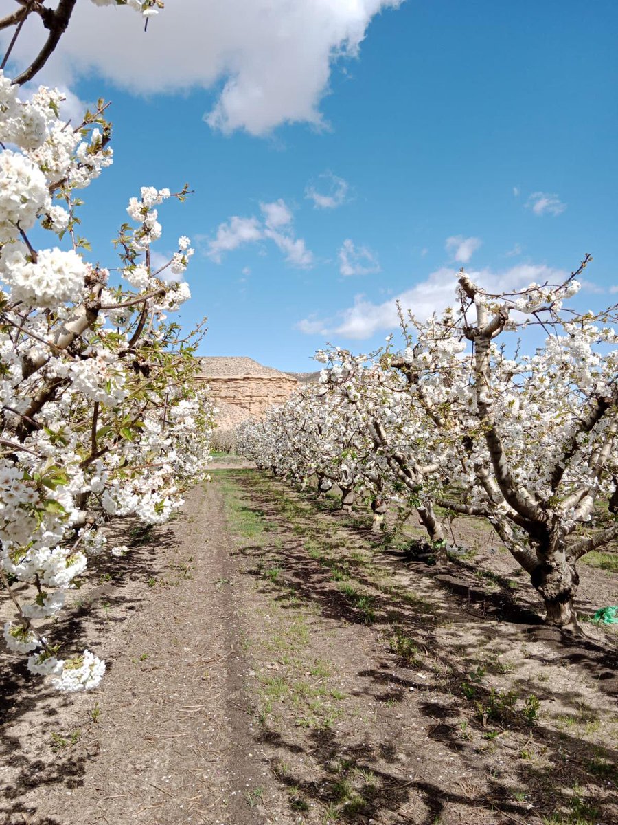CEBadalona's tweet photo. 7a sortida Senderisme Guiat:
El dissabte 22 de març caminarem dos interessants itineraris circulars per conèixer i descobrir la Floració d’Aitona i 
explicarem dades interessants sobre els arbres fruiters en floració 
Inscripcions a https://t.co/iPz6wZer0V https://t.co/On7w6KY6qA