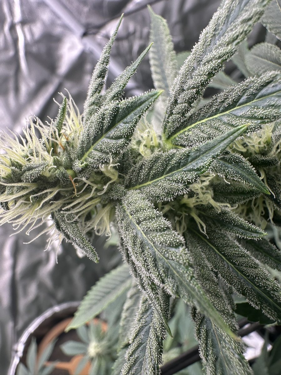 Need to be more careful with my pollen ! it managed to get into my other tent so I’ll be getting more seeds than expecting this round 💥