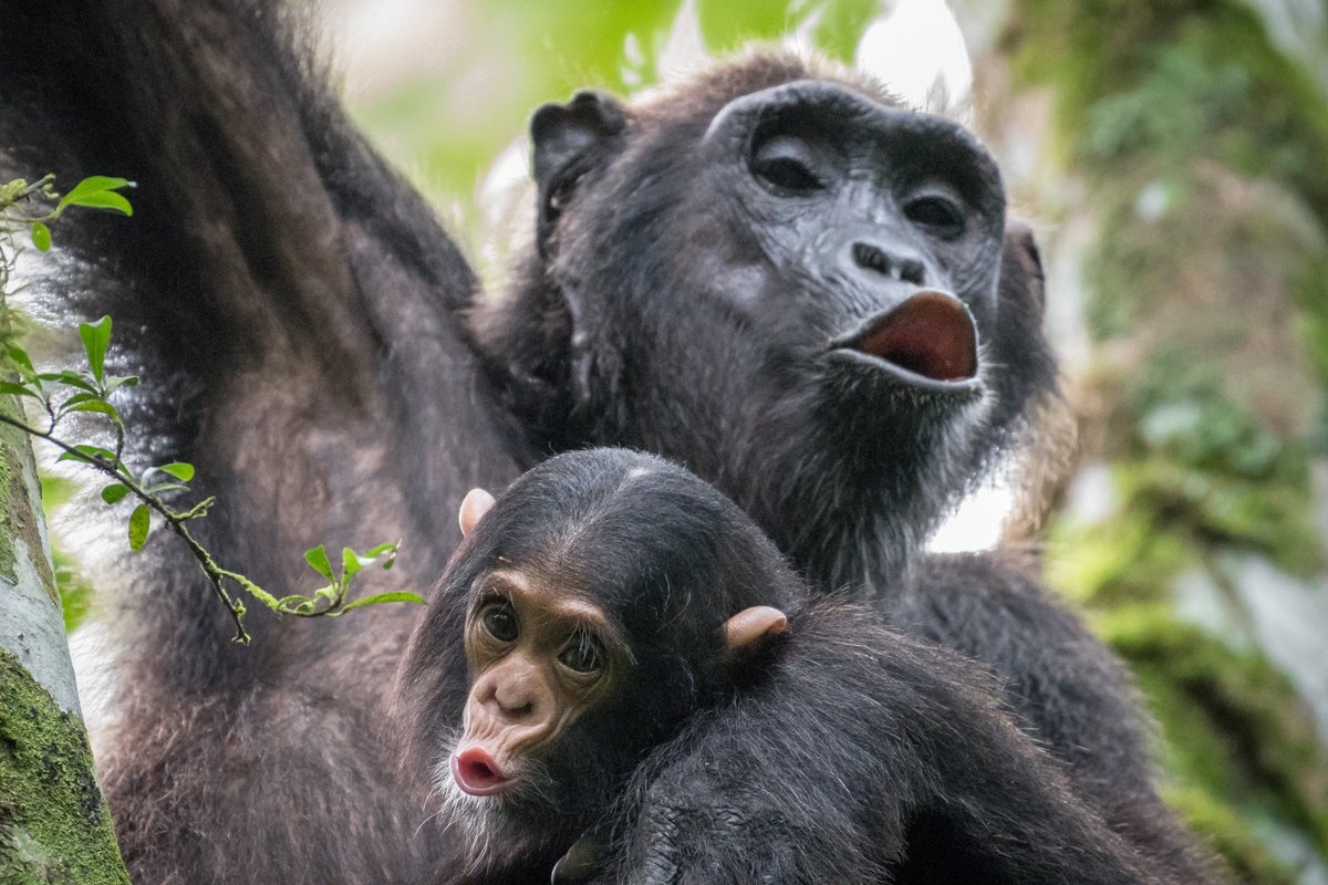 Dr Adrian Soldati (🦋@adriansoldati.bsky.social) (@adriansoldati) on Twitter photo 🚨Very happy to finally share the last chapter from my PhD where we show that the vocal development of wild chimpanzees is enhanced by both greater social and vocal exposure: nature.com/articles/s4159…
With <a href="/fedurekp/">Pawel Fedurek</a>, G Dezecache, G Muhumuza, <a href="/NakedPrimate/">Cat Hobaiter</a>, <a href="/cog_comp_Neuch/">Comparative Cognition Neuchatel</a>, & J Call 🚨Very happy to finally share the last chapter from my PhD where we show that the vocal development of wild chimpanzees is enhanced by both greater social and vocal exposure: nature.com/articles/s4159…
With <a href="/fedurekp/">Pawel Fedurek</a>, G Dezecache, G Muhumuza, <a href="/NakedPrimate/">Cat Hobaiter</a>, <a href="/cog_comp_Neuch/">Comparative Cognition Neuchatel</a>, & J Call