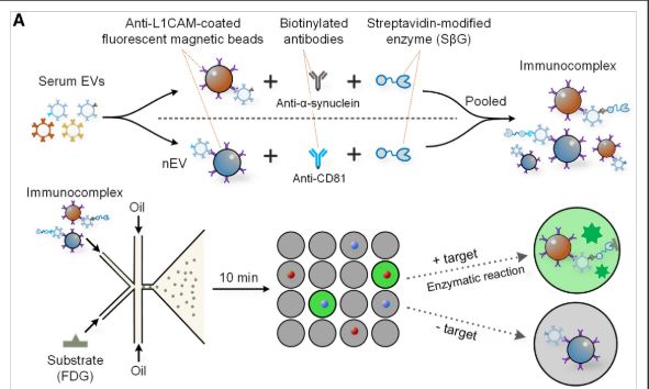 Oxford Neuroscience (@oxneuro) on Twitter photo New reserarch by Yan et al., will simplify the assessment of extracellular vesicle membrane proteins and facilitate their application as diagnostic biomarkers across diverse clinical indications. cell.com/cell-reports-m… <a href="/NDCNOxford/">Nuffield Department of Clinical Neurosciences</a> <a href="/KavliOxford/">Kavli Institute for Nanoscience Discovery, Oxford</a> <a href="/GeorgeTofaris/">George Tofaris</a> New reserarch by Yan et al., will simplify the assessment of extracellular vesicle membrane proteins and facilitate their application as diagnostic biomarkers across diverse clinical indications. cell.com/cell-reports-m… <a href="/NDCNOxford/">Nuffield Department of Clinical Neurosciences</a> <a href="/KavliOxford/">Kavli Institute for Nanoscience Discovery, Oxford</a> <a href="/GeorgeTofaris/">George Tofaris</a>