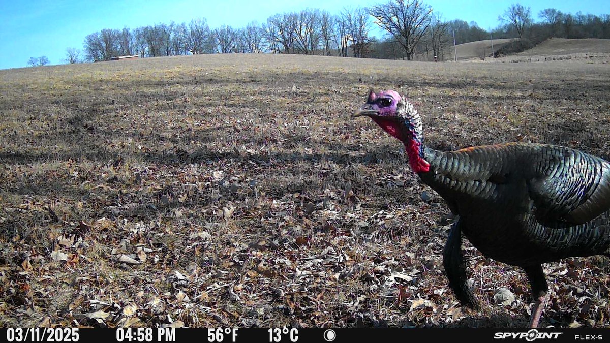 Greatlakesgirl_'s tweet image. Pic of the day 🦃  

#SPYPOINT #FLEX