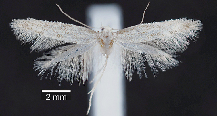 Nota Lepidopterologica tweet media