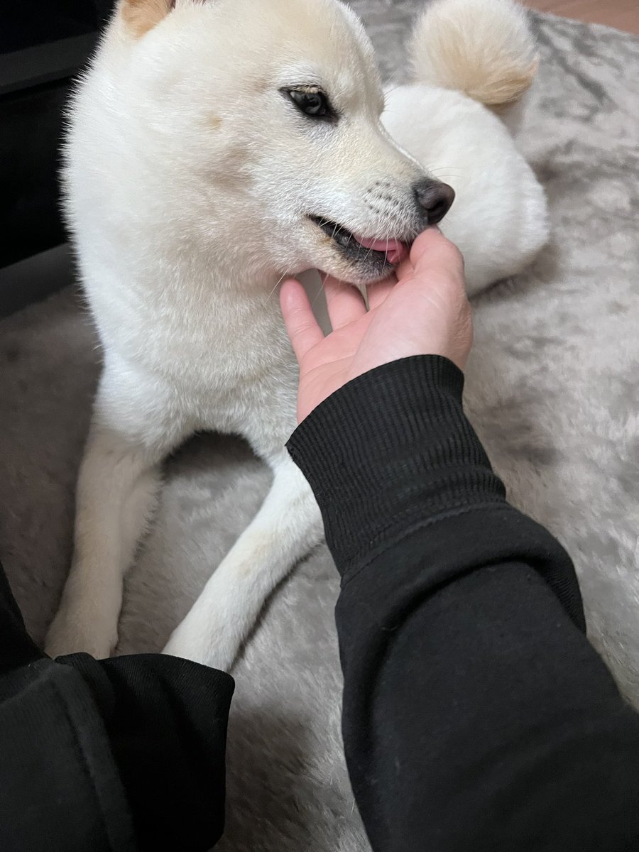 私は子供産めくてさ。
犬を我が子のように思ってるのよ
「子供を産まなきゃわからない事は多い」
「犬と子供は違う。子供を育てるのは大変」とか
同じ様なことを毎回言われるのよ。
そろそろ返事に困るし、あたしの心も限界だし
なんか上手に立ち回れる方法ない？