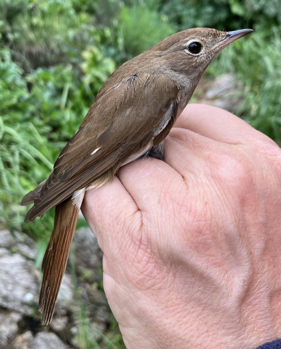 Mark Cutts (@slashercutts) on Twitter photo This morning’s Nightingale at #straitofgibraltarbirdobservatory was the joint earliest since ringing began on #gibraltar back in 1991.
The other was the 12th March 2008. #birdringing <a href="/gonhsgib/">GONHS Gibraltar</a> This morning’s Nightingale at #straitofgibraltarbirdobservatory was the joint earliest since ringing began on #gibraltar back in 1991.
The other was the 12th March 2008. #birdringing <a href="/gonhsgib/">GONHS Gibraltar</a>