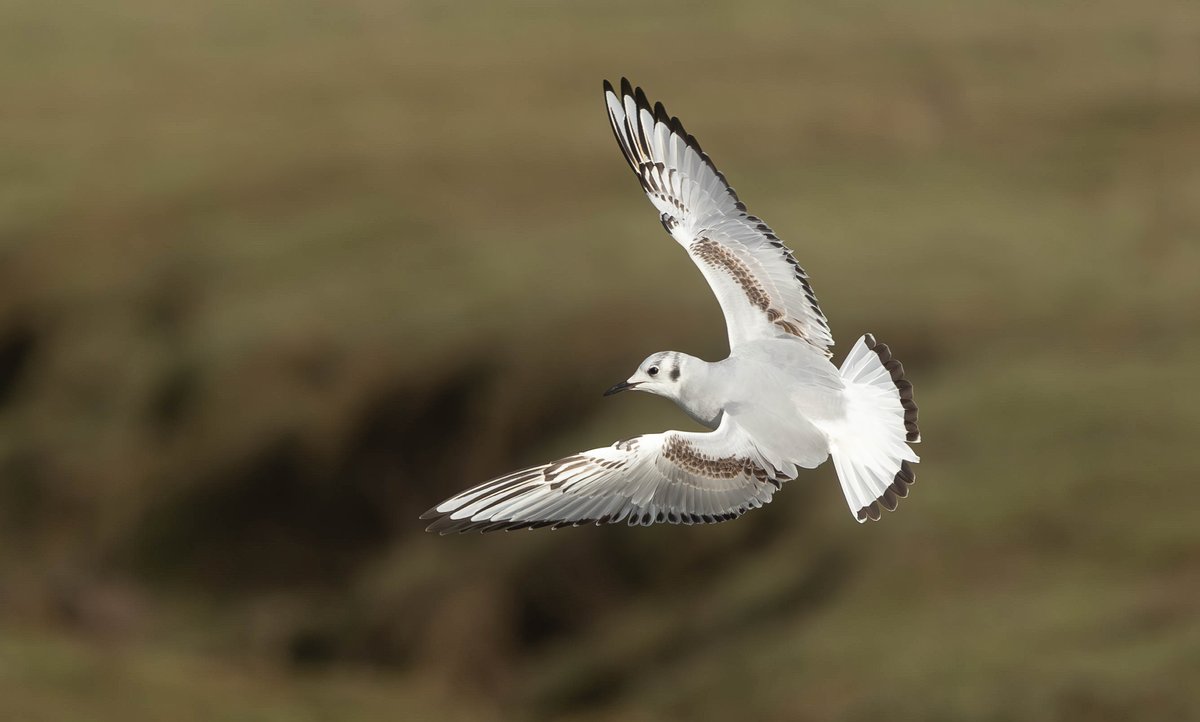 Tom Wright tweet media