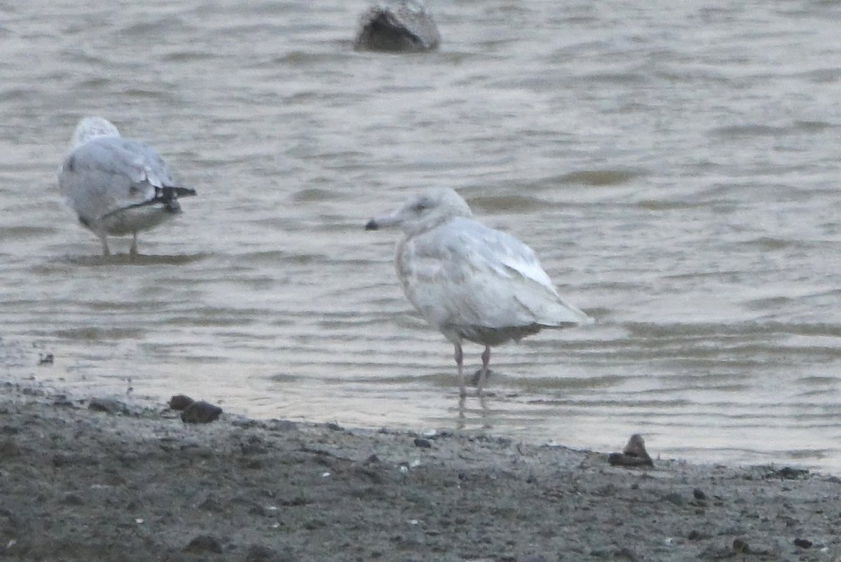 Beacon Point Birder. (@seabigginbirds) on Twitter photo Dreadful weather to be out and about in early morning here today. But being soaked through and frozen turned out to be worth it when, 5 days after it's first appearance the 2nd winter Glaucous Gull showed up at Woodhorn again.<a href="/NTBirdClub/">Northumberland & Tyneside Bird Club</a> Dreadful weather to be out and about in early morning here today. But being soaked through and frozen turned out to be worth it when, 5 days after it's first appearance the 2nd winter Glaucous Gull showed up at Woodhorn again.<a href="/NTBirdClub/">Northumberland & Tyneside Bird Club</a>