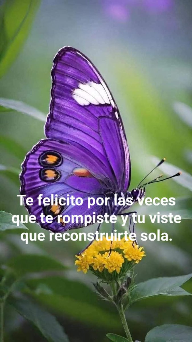 🦋Mariposa del amor🦋🥰❤️🤗🇲🇽🚴🐿️🐱🦆🐓🦋💥y🌛 tweet media