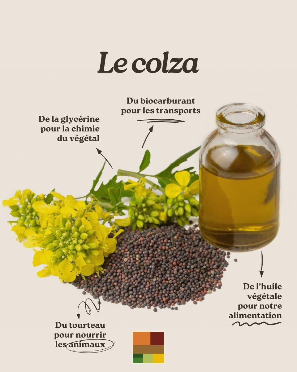 🪄🌼 Le #colza, une graine aux multiples vertus !

🥗 #Huile végétale riche en oméga-3 pour vos recettes
🐮 #Tourteau riche en protéines pour nourrir les animaux
🚌 #Biocarburant pour un transport plus vert
🧴 #Glycérine végétal pour des produits innovants

Le colza, une culture